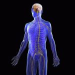nervoussystem